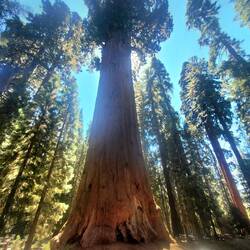 General Sherman 🌳