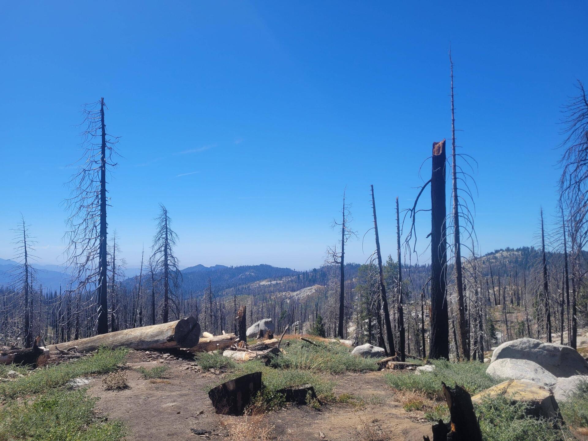Forest Fire 🔥 Impact