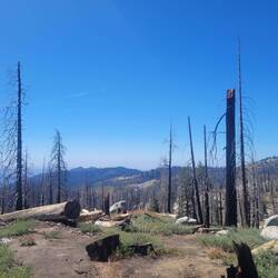 Forest Fire 🔥 Impact