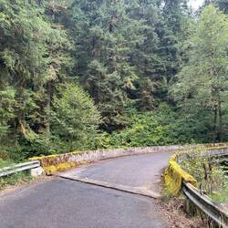 There was only one bridge and the side rails are covered with moss, ferns and horsetails