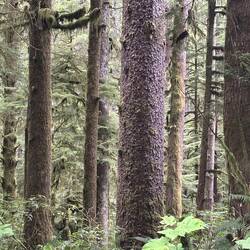 The forest has a natural variety of tree species. That big tree looks to be about 4' diameter