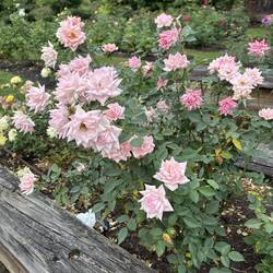 Lots of colorful Roses
