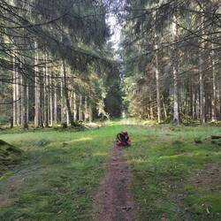 Birgit allein im Wald