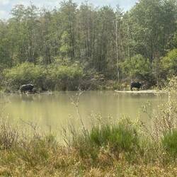 In der Wahner Heide zeigen sich heute sogar die Wasserbüffel.