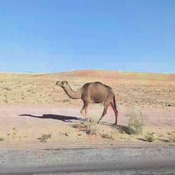 At least he is walking on the side of the road