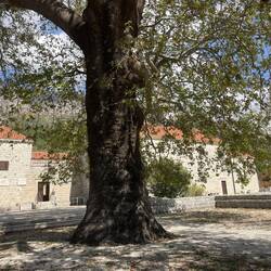 Huge tree next to very old church