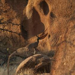 Damara Dik-Dik