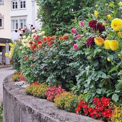 Bauerngarten