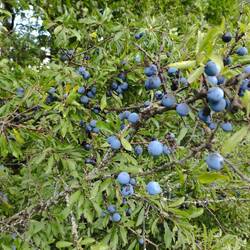 Leider keine Heidelbeeren.