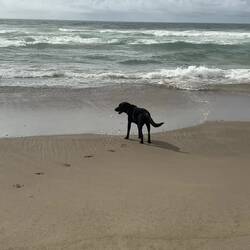 Indy checking out the waves, swimming isn't his thing