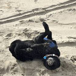 Indy rolling on the sand, but I was too slow changing to video