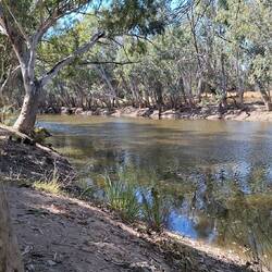 The weir. So many birds.