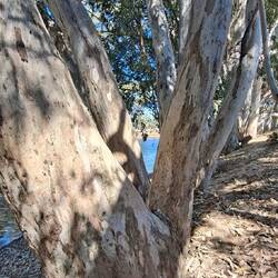 Over 100 year old Red River Gums