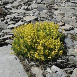 Men imellem alle stenene er der masser af blomster
