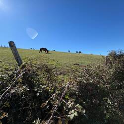 Theses horses were on the other side of the trail last time