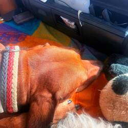 Quappo ist gelangweilt 😴