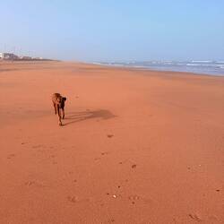 Ein endloser Strand vor Laayoune 😎