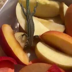 Da passt man einmal nicht auf - Brotdose halb leer und Echse mit Zuckerschock