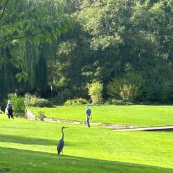 Large Herron at Leeds Castle