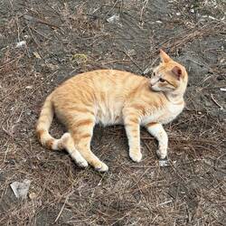 Naja, und was ist ein Campingplatz ohne Katze schon für ein Campingplatz?!