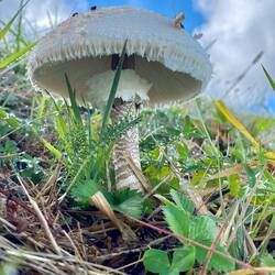 Parasol