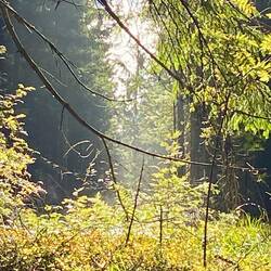 Dunstiger Wald nach dem nächtlichen Regen