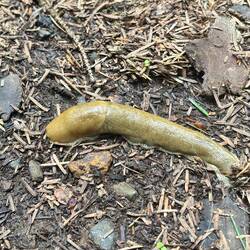 Local wildlife visited our campsite, Banana Slug.