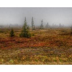 Abschied aus den Fjelllandschaften Lapplands und Jämtland..