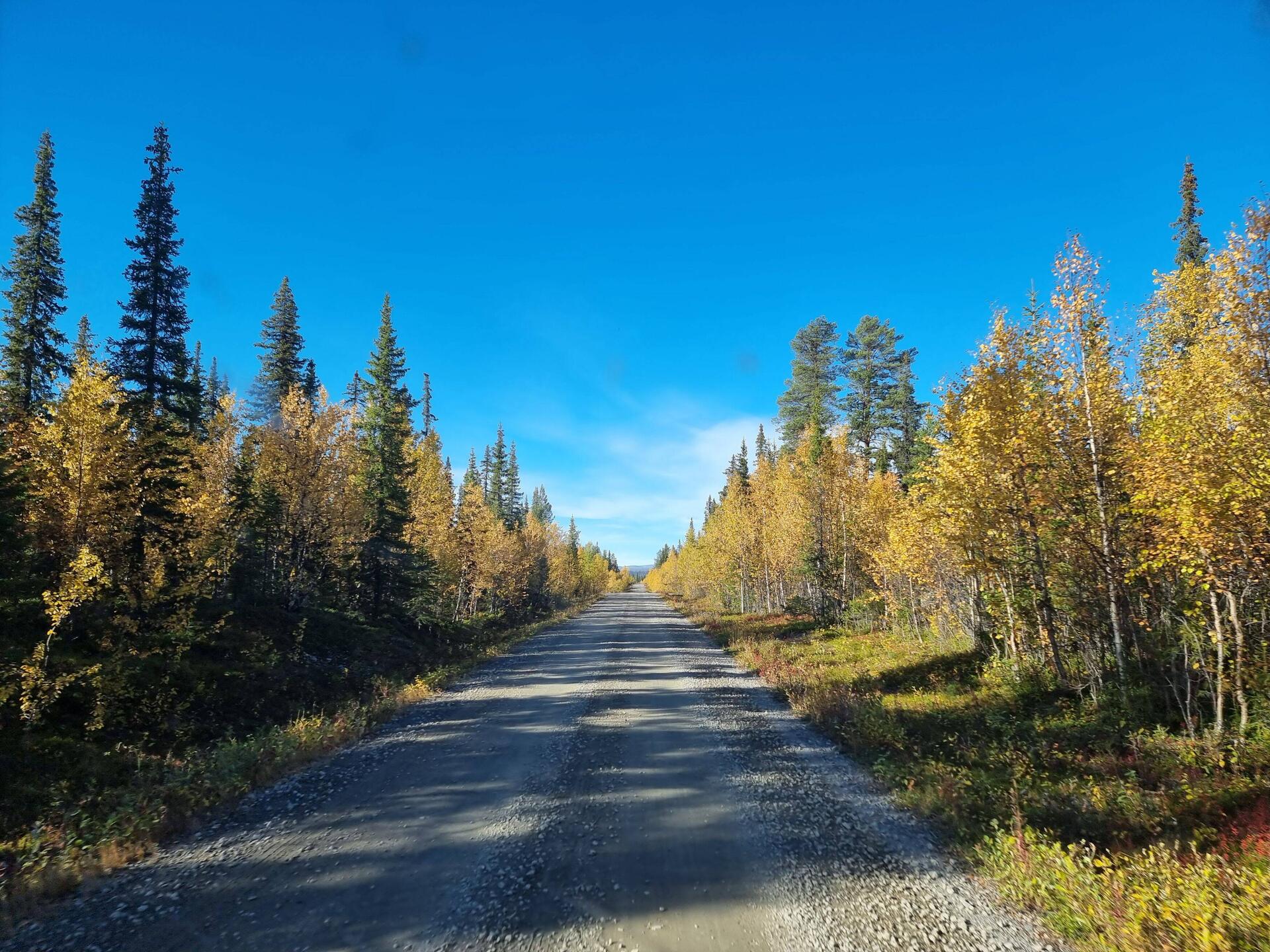 "Endlose" Strasse durch die Natur