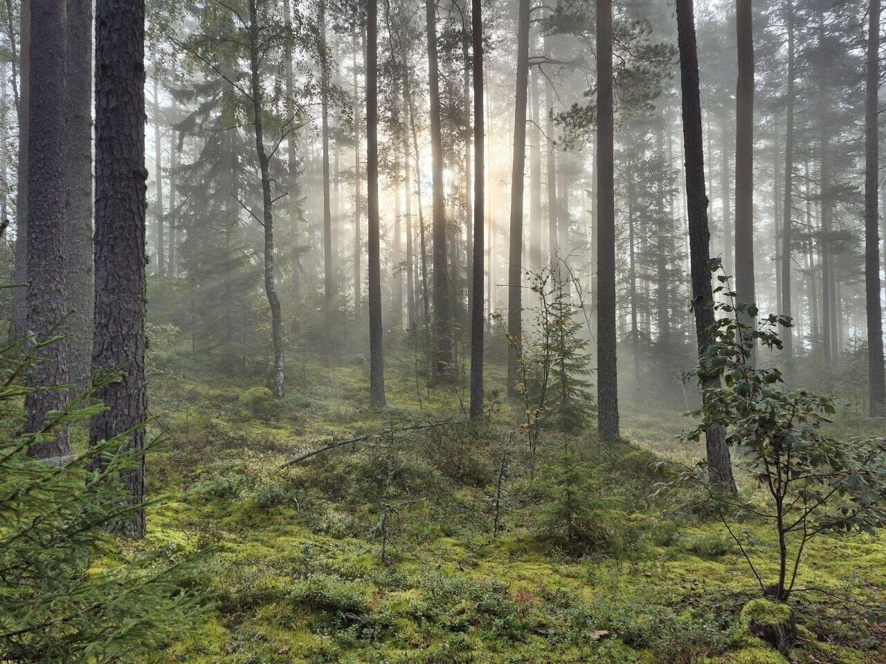 "Zauberwald"