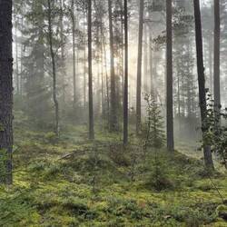 "Zauberwald"