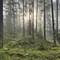 "Zauberwald"