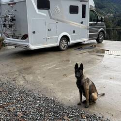 Unser Hund wartete schon auf den Morgenspaziergang