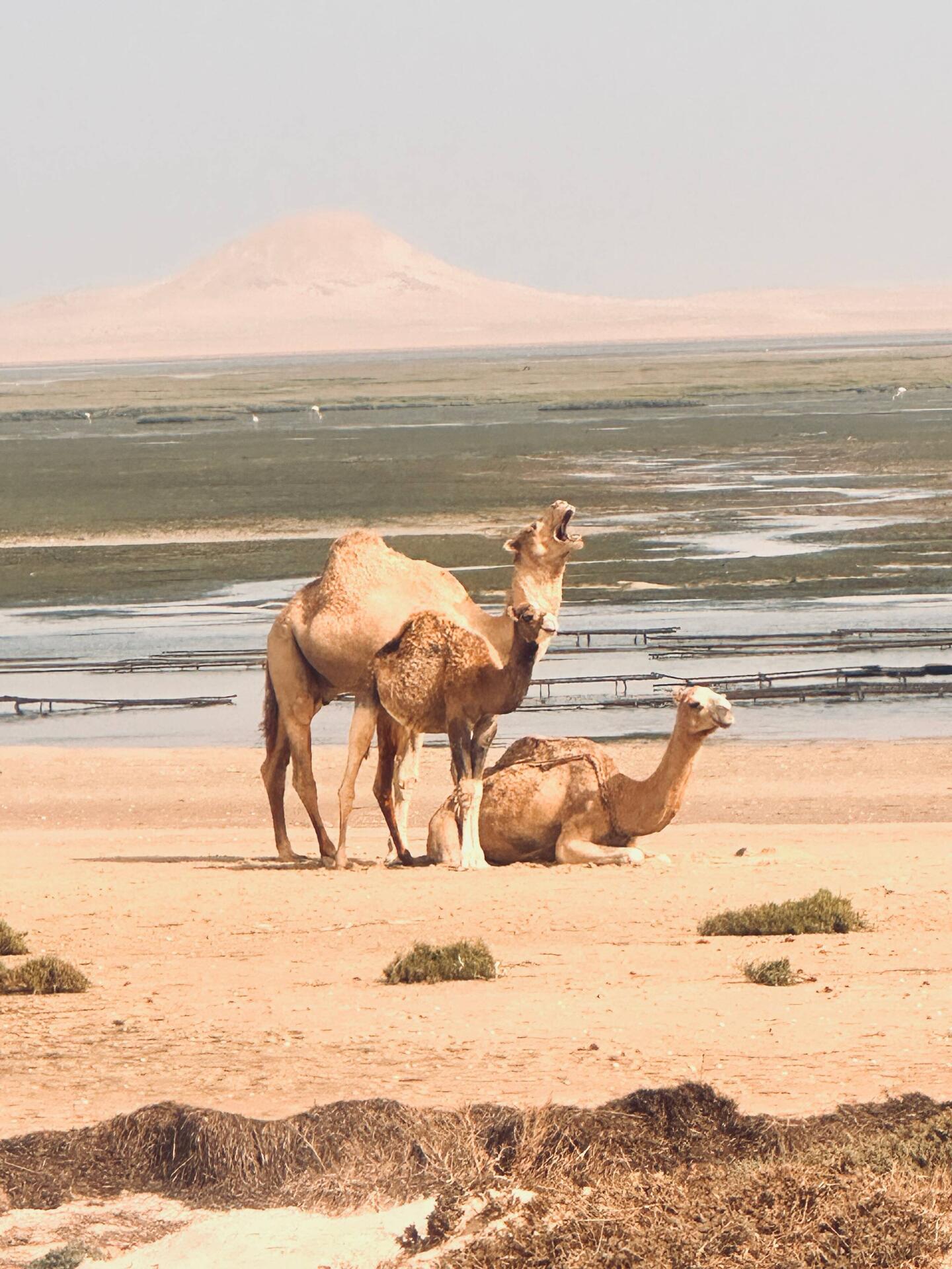 Unsere Nachbarn 🐪🐪