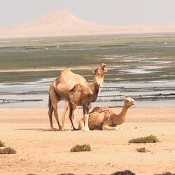 Unsere Nachbarn 🐪🐪