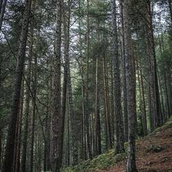 Aber schön sah der Wald aus