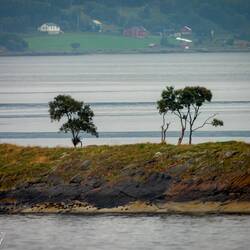 These are the only trees on this islet.