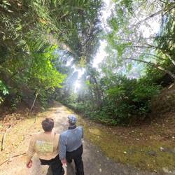 Forest walk