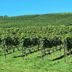 Wein vom Bodensee