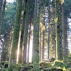 Morgenstimmung unter den Riesentannen