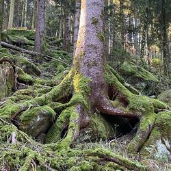 Der ganze Hang ein bemoostes, bewachsenes Felsenmeer