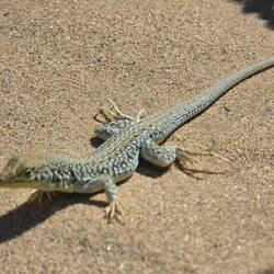 An out of focus lizard - I guess he woke feeling fuzzy