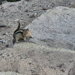 Die Golden Mantled Ground Squirrels sind klein und flink