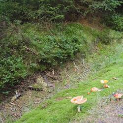 Hier gibt es Pilze!