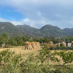 Not sure what those straw structures are