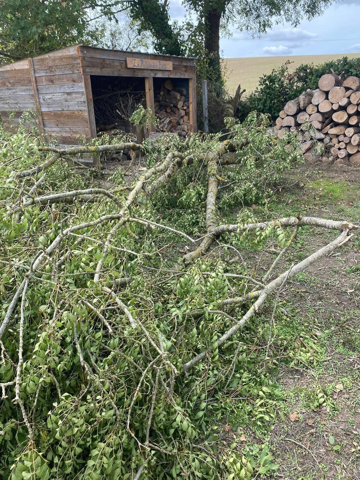 The fallen tree that missed Les Palais de Bois by mm