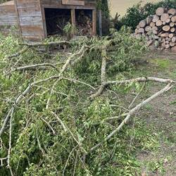 The fallen tree that missed Les Palais de Bois by mm