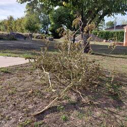 Large debris from other trees, luckily missed the swimming pool