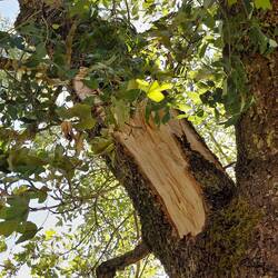 Where the branch came from