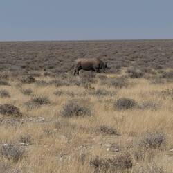 Rhino